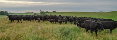 Black cows grazing. 