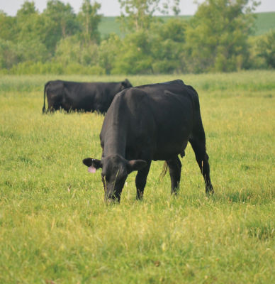 Black cow grazing