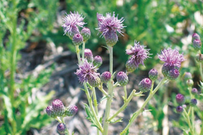 Image of canada thistle