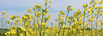 IMG_canola-field-in-bloom-1_beauty-063-1