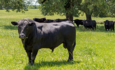 How Impregnated Fertilizers Work