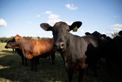 Cattle face up close