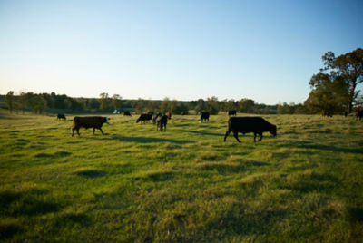 Cattle in field