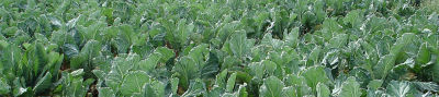Field of cauliflowers