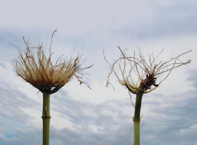 Qrome? corn stalk vs. non-bt stalk comparison