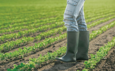 early-season-soybeans-3_beauty_850pix