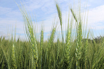 Wheat field early season