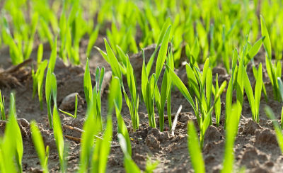 emergence-rice-field-close-up-1_beauty_1_64-1