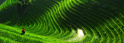 flooded-rice-paddy-terraces-1_beauty_2_88-1