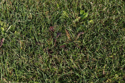 Image of grass and weeds