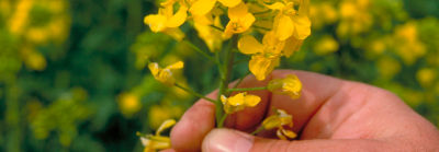 Canola Pioneer Canada