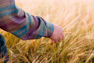 Hand inspecting mature wheat field