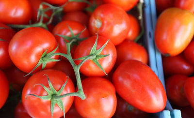 IMG_harvest-tomatoes-1_beauty_1_64-1