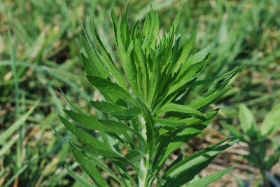 Horseweed