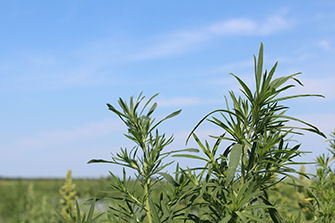 Kochia weed
