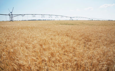 late-season-wheat-field-2_beauty_850pix