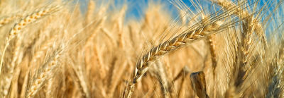 late-season-wheat-field-3_beauty_2_88-1
