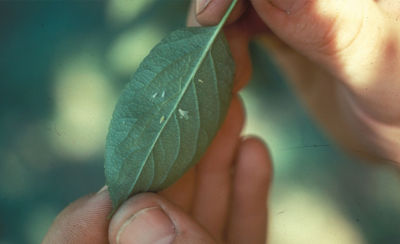 IMG_leafhopper-insect-1_beauty_1_64-1