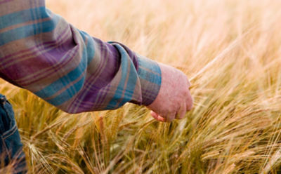 man-in-late-season-wheat-field-1_beauty_850pix