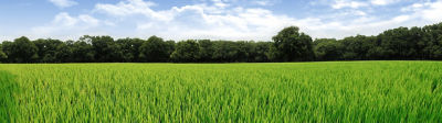mid-season-rice-field-1_beauty_1-1