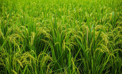 mid-season-rice-field-2_beauty_1_64-1