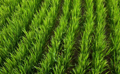 mid-season-rice-field-3_beauty_850pix