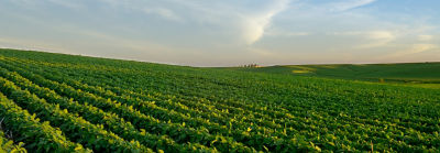 mid-season-soybeans-1_beauty_063-1