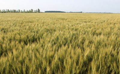 mid-season-wheat-2_beauty_850pix