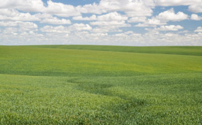 mid-season-wheat-3_beauty_850pix