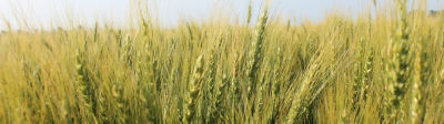 mid-season-wheat-field-1_beauty_1-1