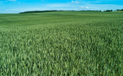 mid-season-wheat-field-3_beauty_850pix