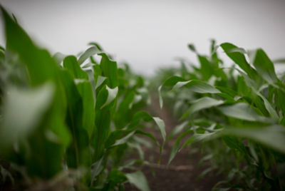 midseason corn field