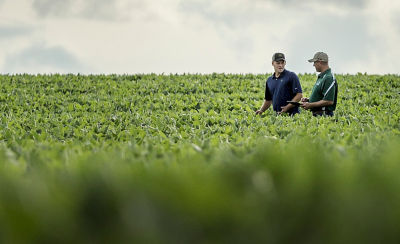 midseason-corn-farmer-rep-walking