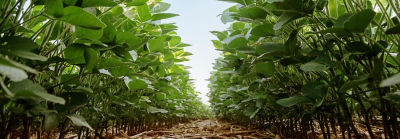 midseason soybean field