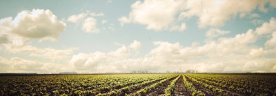clean soybean field beauty shot