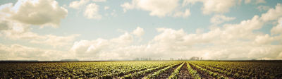 clean soybean field beauty shot
