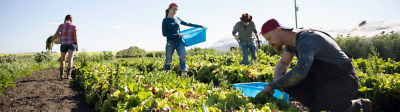 Farmers harvesting lettuce