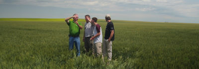 People in wheat field