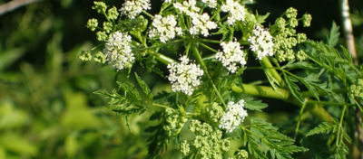 Poison Hemlock