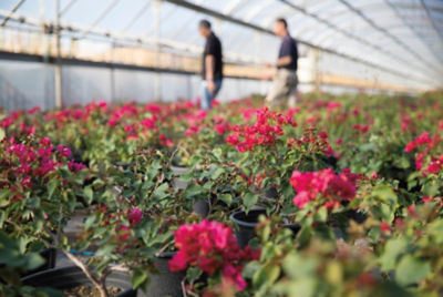 potted azaleas in greenhouse