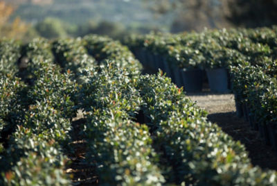 Potted bushes in nursery
