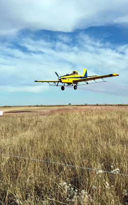 Invasive plant management guide