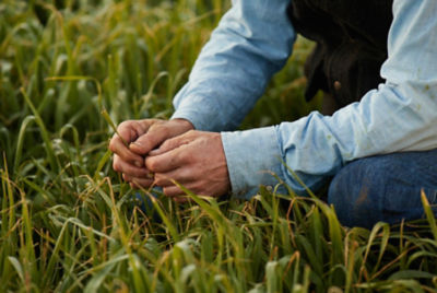 Rancher inspecting grass