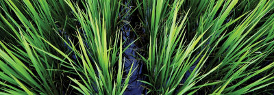 IMG_rice-field-flooded-1_beauty_063-1