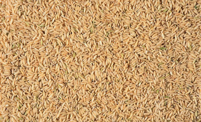 rice-seeds-1_beauty_1_64-1