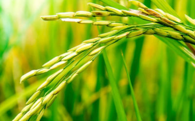 rice-stalk-close-up-1_beauty_850pix