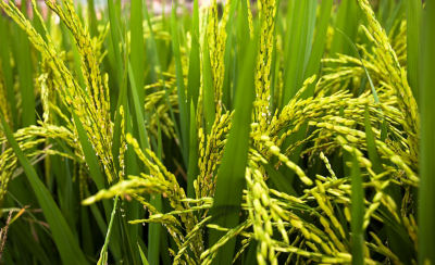 rice-stalk-close-up-2_beauty_1_64-1