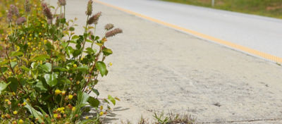 Roadside weeds 