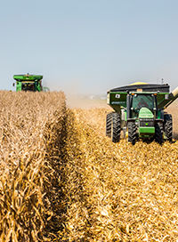 Fall corn harvest