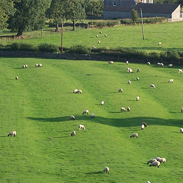 sheep grazing